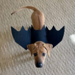 Puppy wearing bat wings.